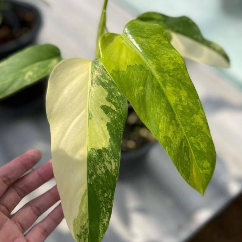 Philodendron Domesticum Variegata - Philodendron - Soiled