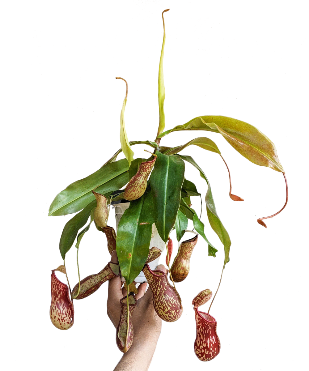 Pitcher Plant (Nepenthes Gaya Buddha) - Carnivorous Plant - Soiled