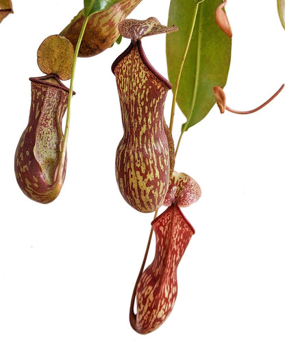 Pitcher Plant (Nepenthes Gaya Buddha) - Carnivorous Plant - Soiled