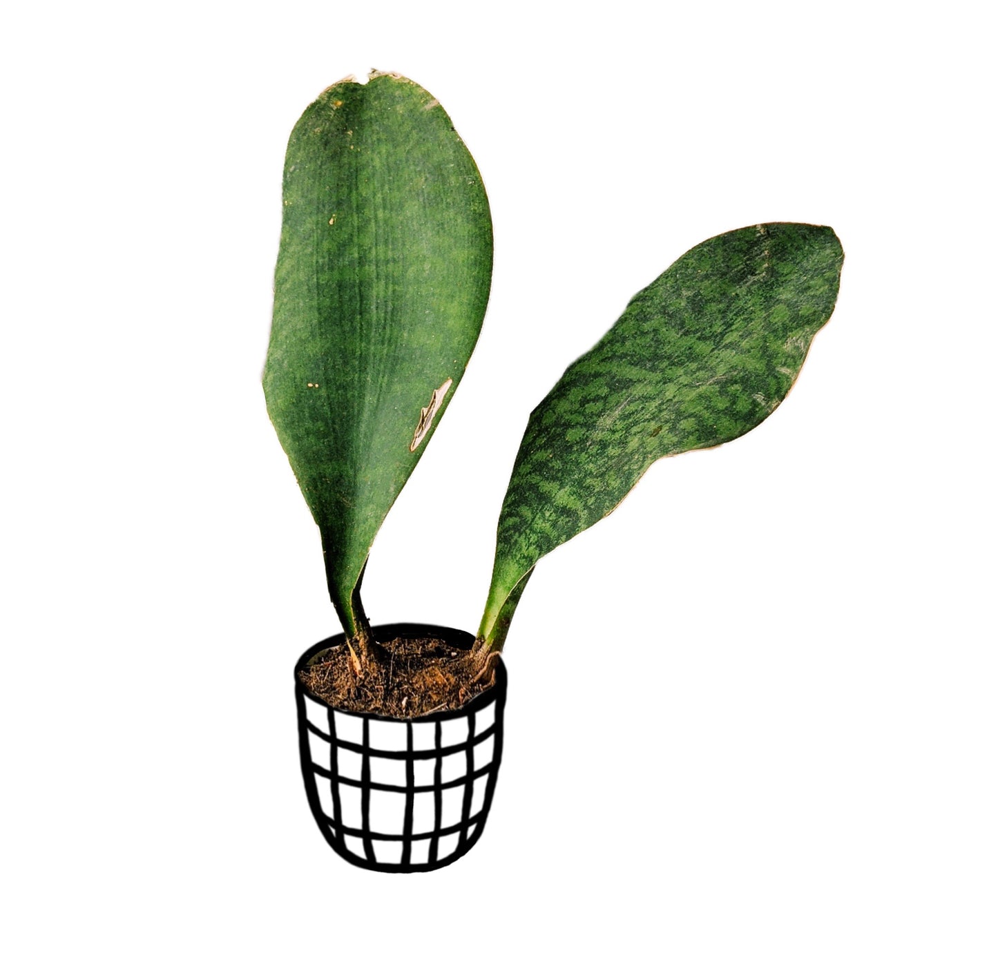 Sansevieria Masoniana (Whalefin Snake Plant) - Snake Plant - Soiled