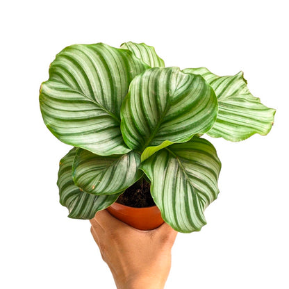 Calathea Orbifolia - Calathea Orbifolia - Soiled