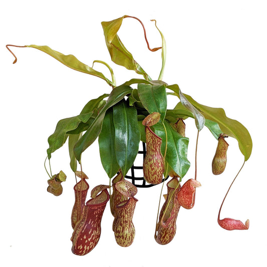 Pitcher Plant (Nepenthes Gaya Buddha) - Carnivorous Plant - Soiled