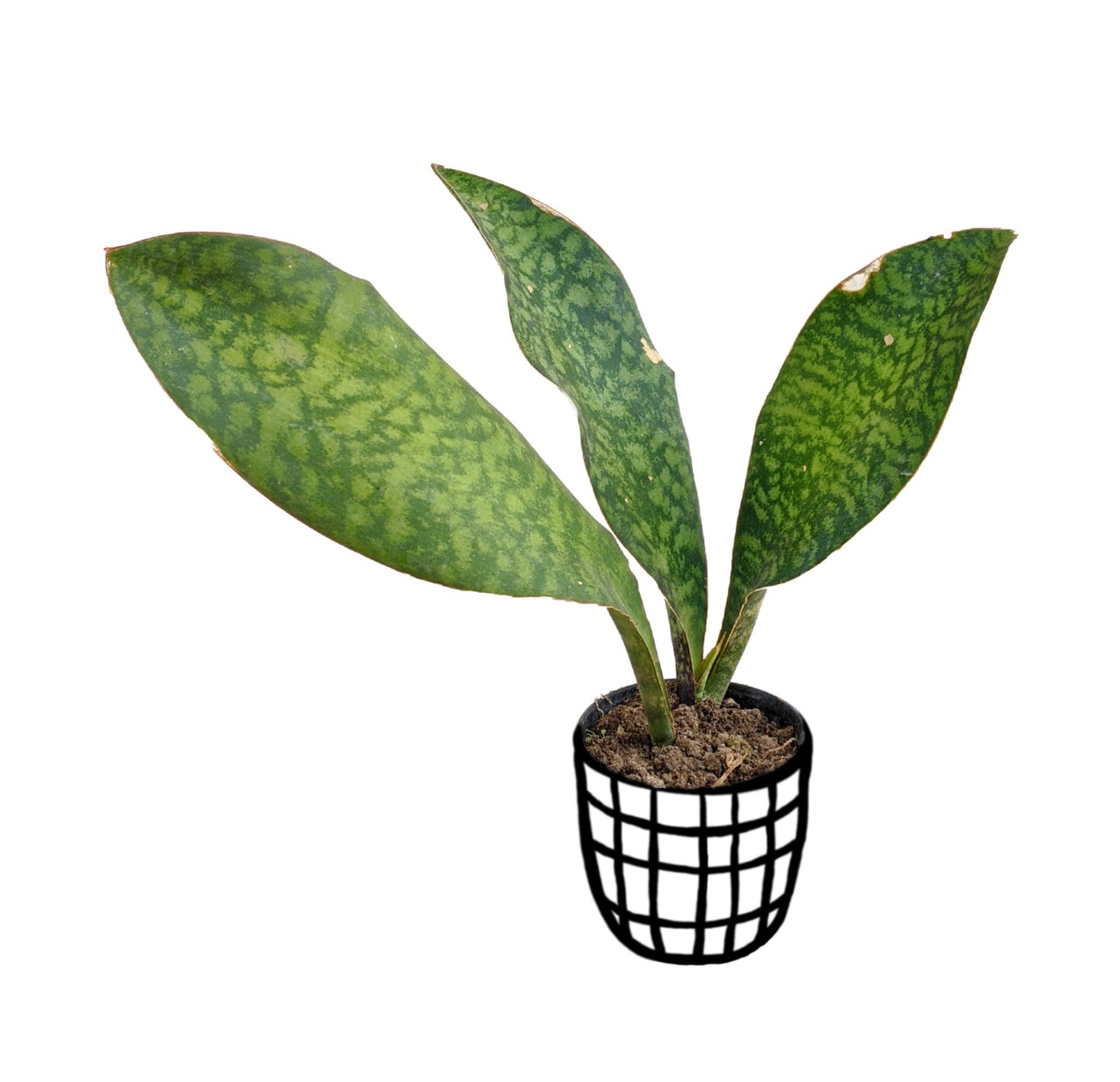 Sansevieria Masoniana (Whalefin Snake Plant) - Snake Plant - Soiled