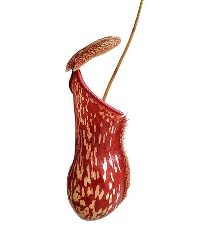 Pitcher Plant (Nepenthes Gaya Buddha) - Carnivorous Plant - Soiled