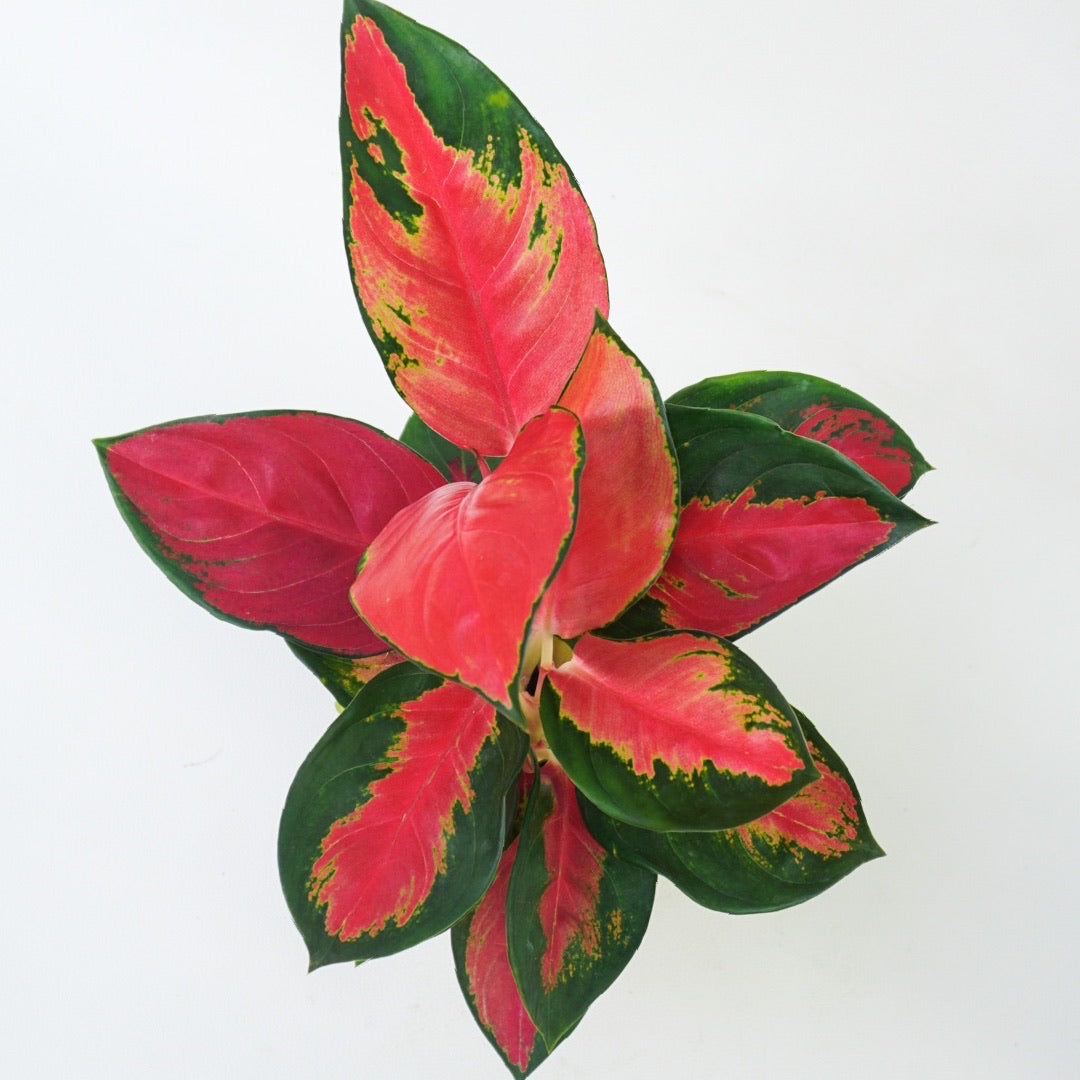 Aglaonema ‘Suksom Jaipong’ - Aglaonema - Soiled