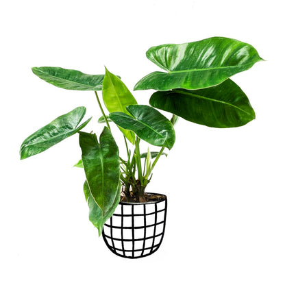 Philodendron ‘Burle Marx’ - Philodendron - Soiled