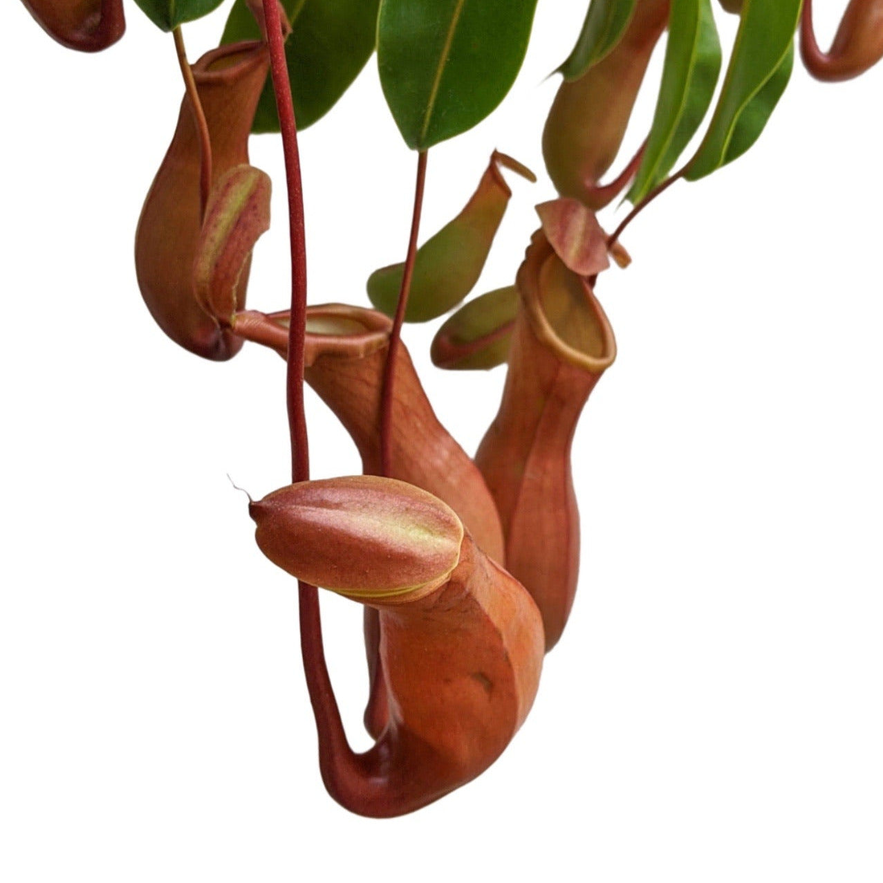 Pitcher Plant (Nepenthes Ventrata) - Carnivorous Plant - Soiled