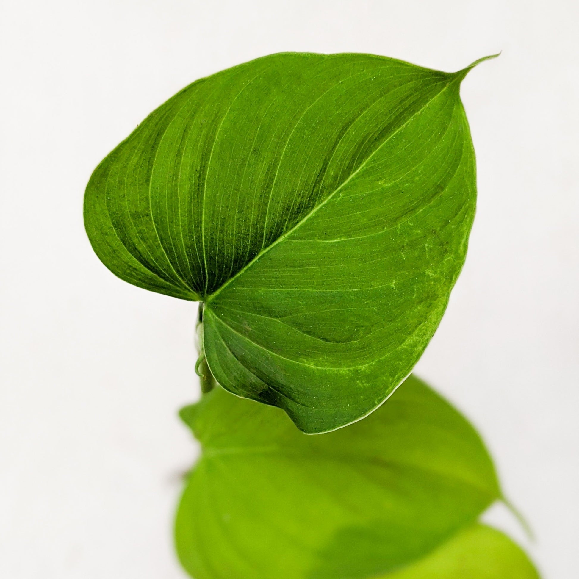 Philodendron Fibraecataphyllum - Philodendron - Soiled