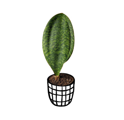 Sansevieria Masoniana (Whalefin Snake Plant) - Snake Plant - Soiled