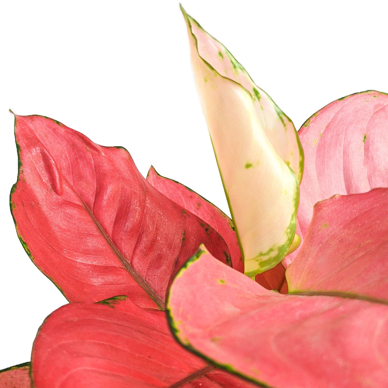 Aglaonema 'Pink Anyamanee' - Aglaonema - Soiled