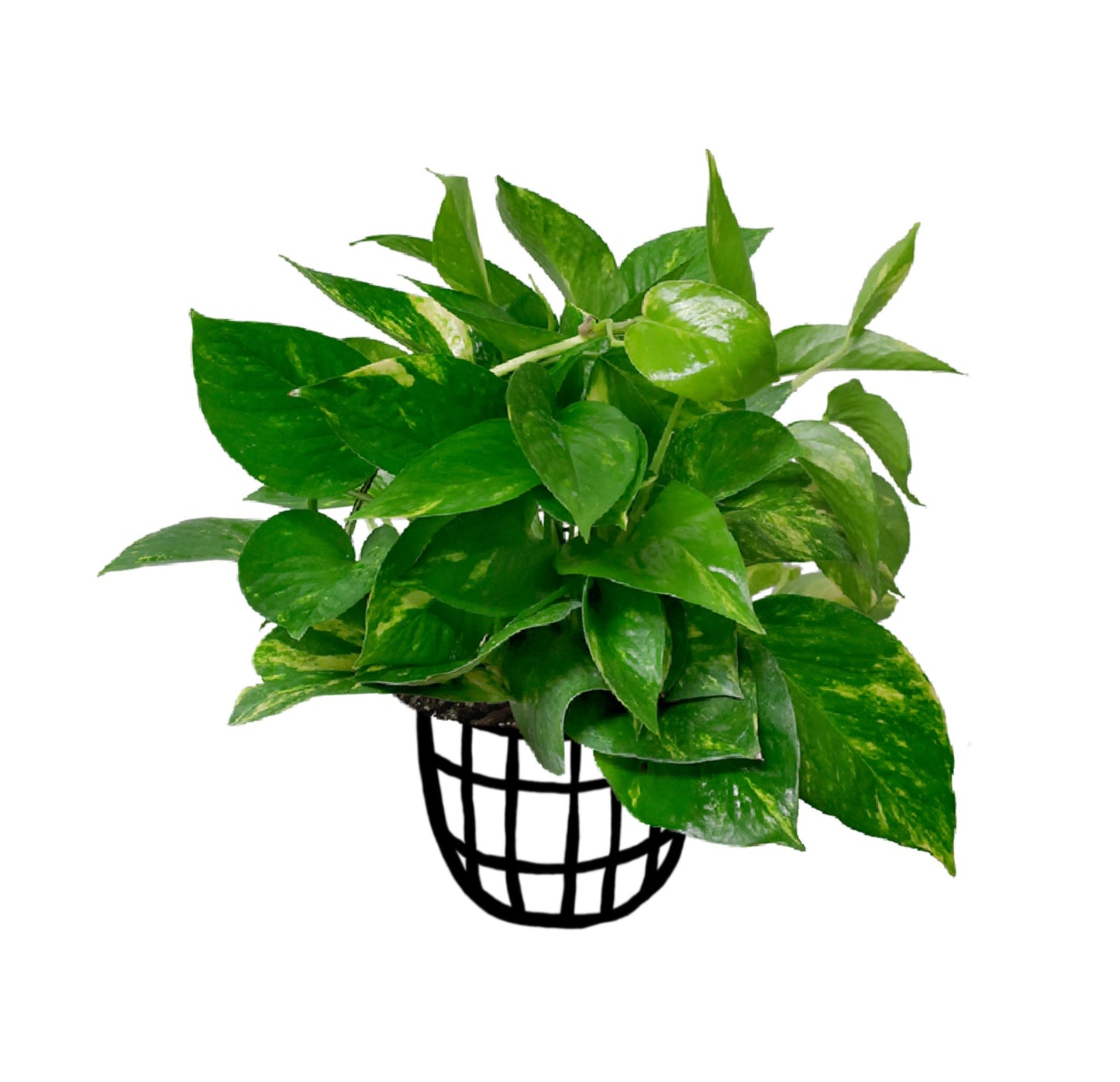 Pothos ‘Golden’ - Money Plant - Soiled