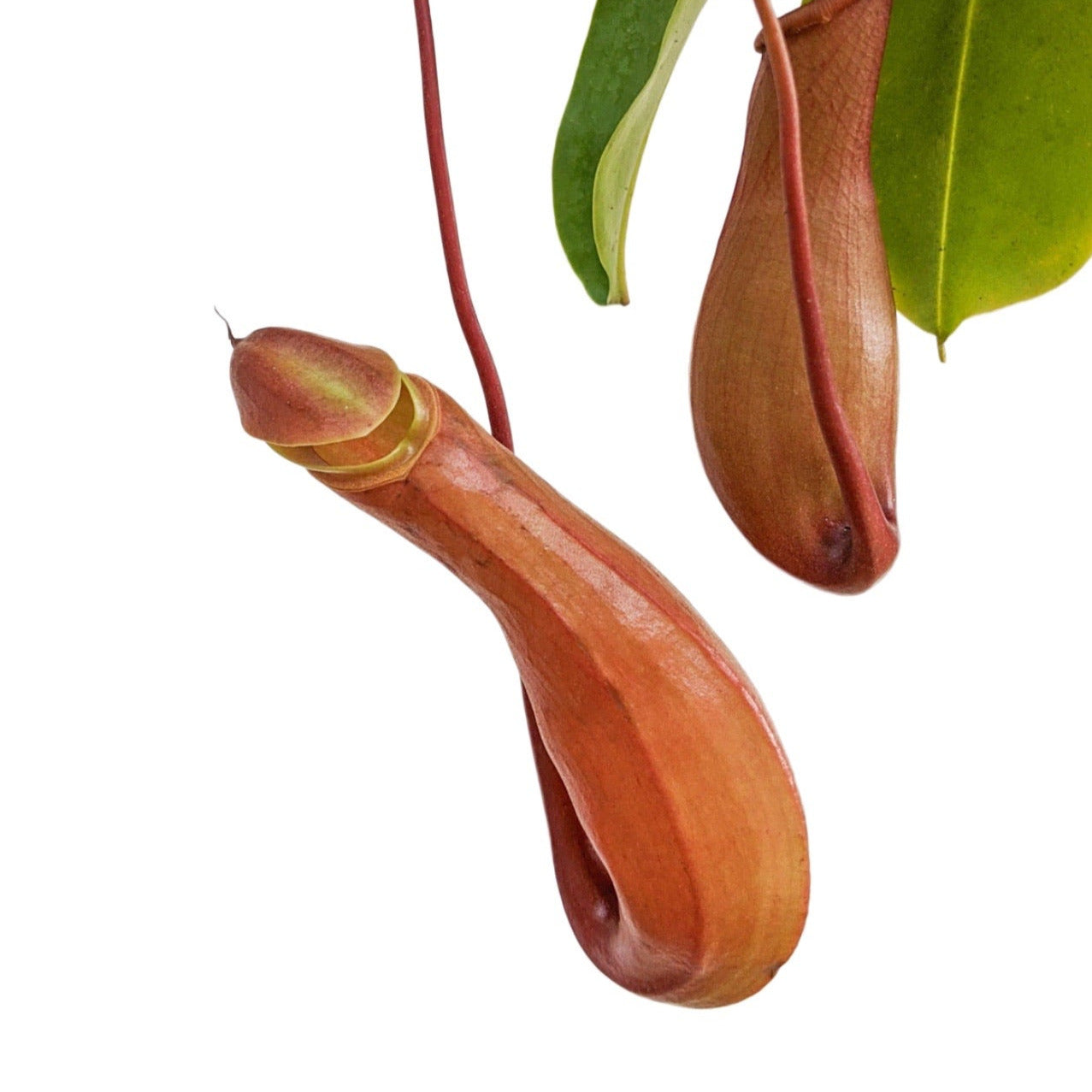 Pitcher Plant (Nepenthes Ventrata) - Carnivorous Plant - Soiled