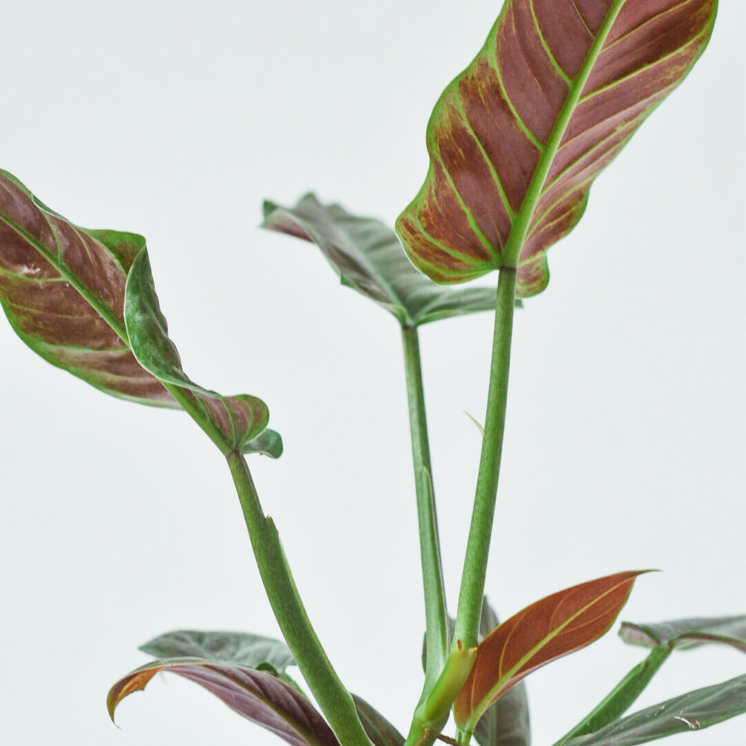 Philodendron Subhastatum - Philodendron - Soiled