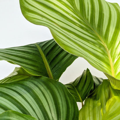 Calathea Orbifolia - Calathea Orbifolia - Soiled