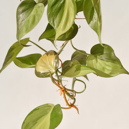 Philodendron Hederaceum 'Brasil' - Philodendron - Soiled