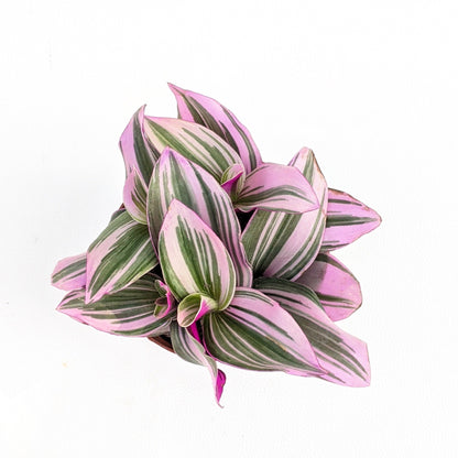 Tradscantia Nanouk - Tradescantia - Soiled