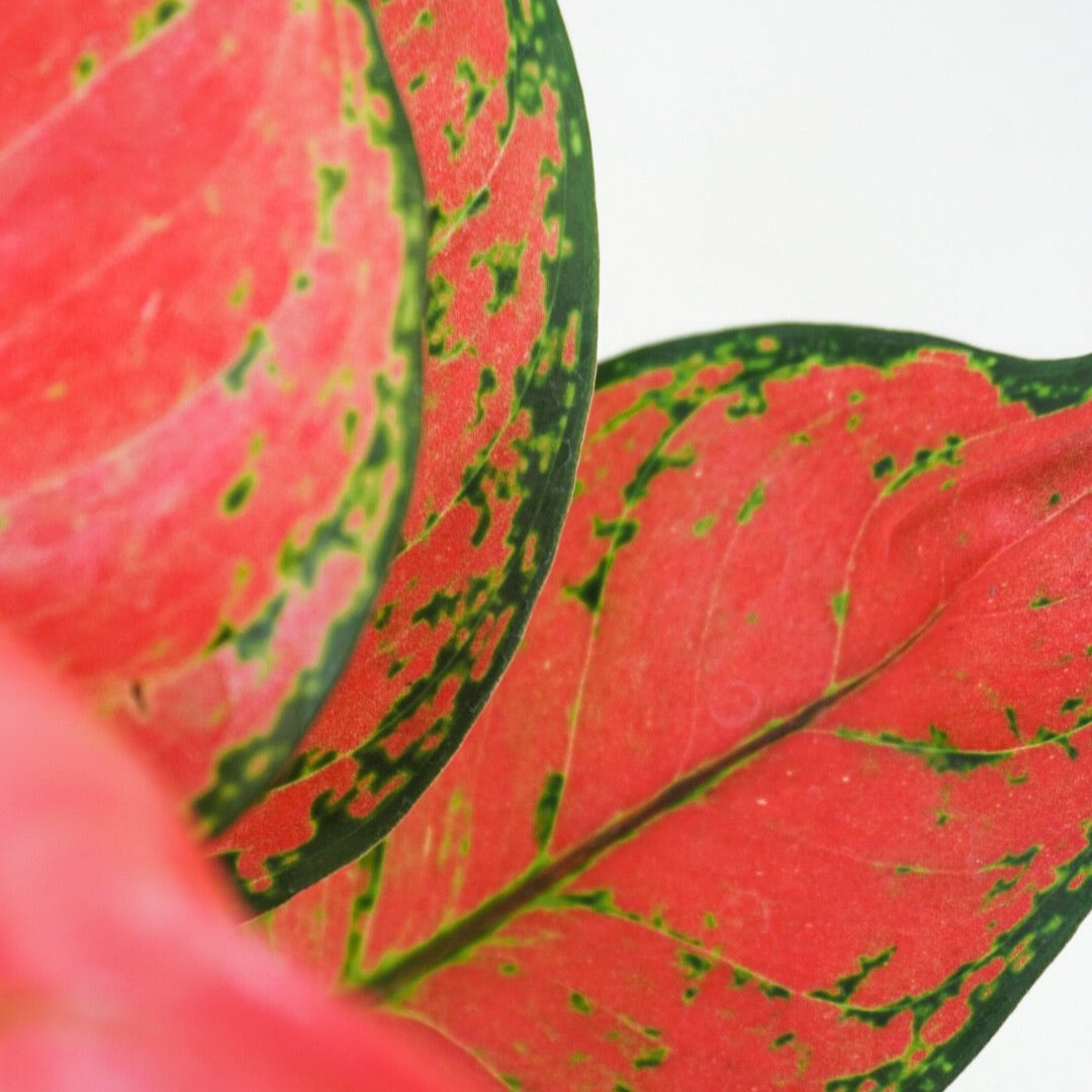 Aglaonema ‘Red Zircon’ - Aglaonema - Soiled