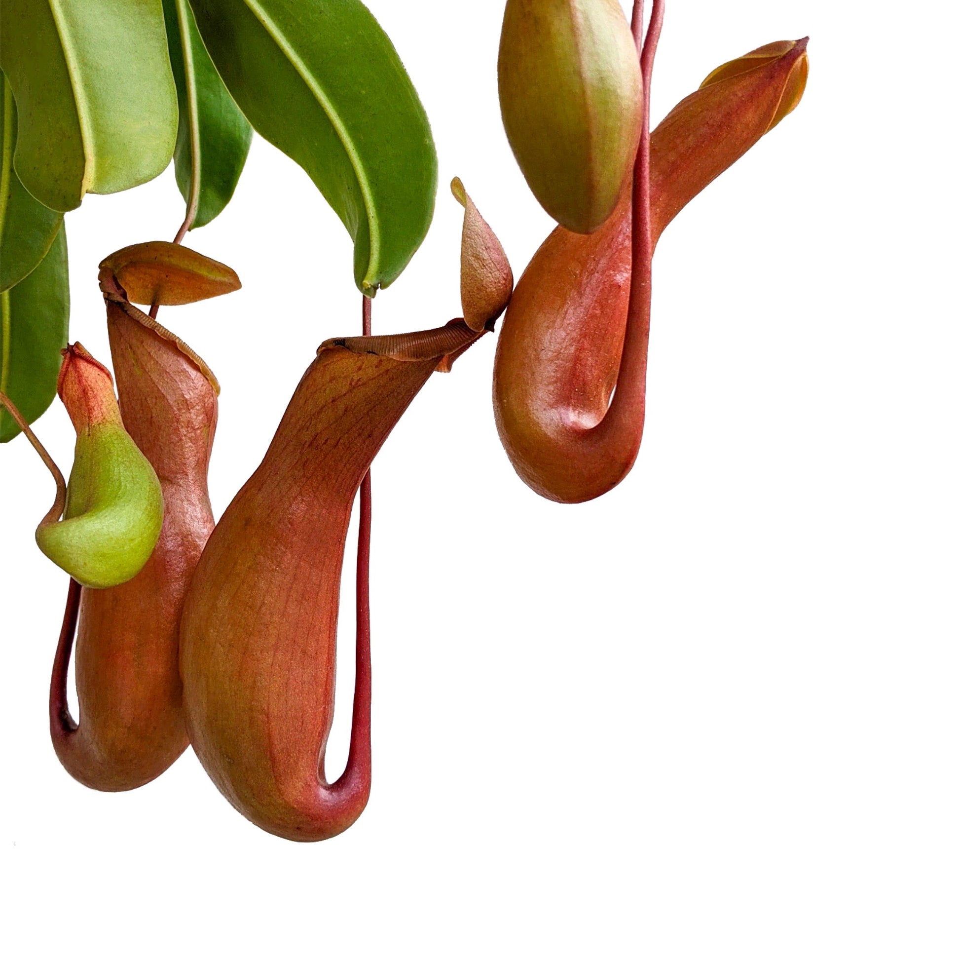 Pitcher Plant (Nepenthes Ventrata) - Carnivorous Plant - Soiled