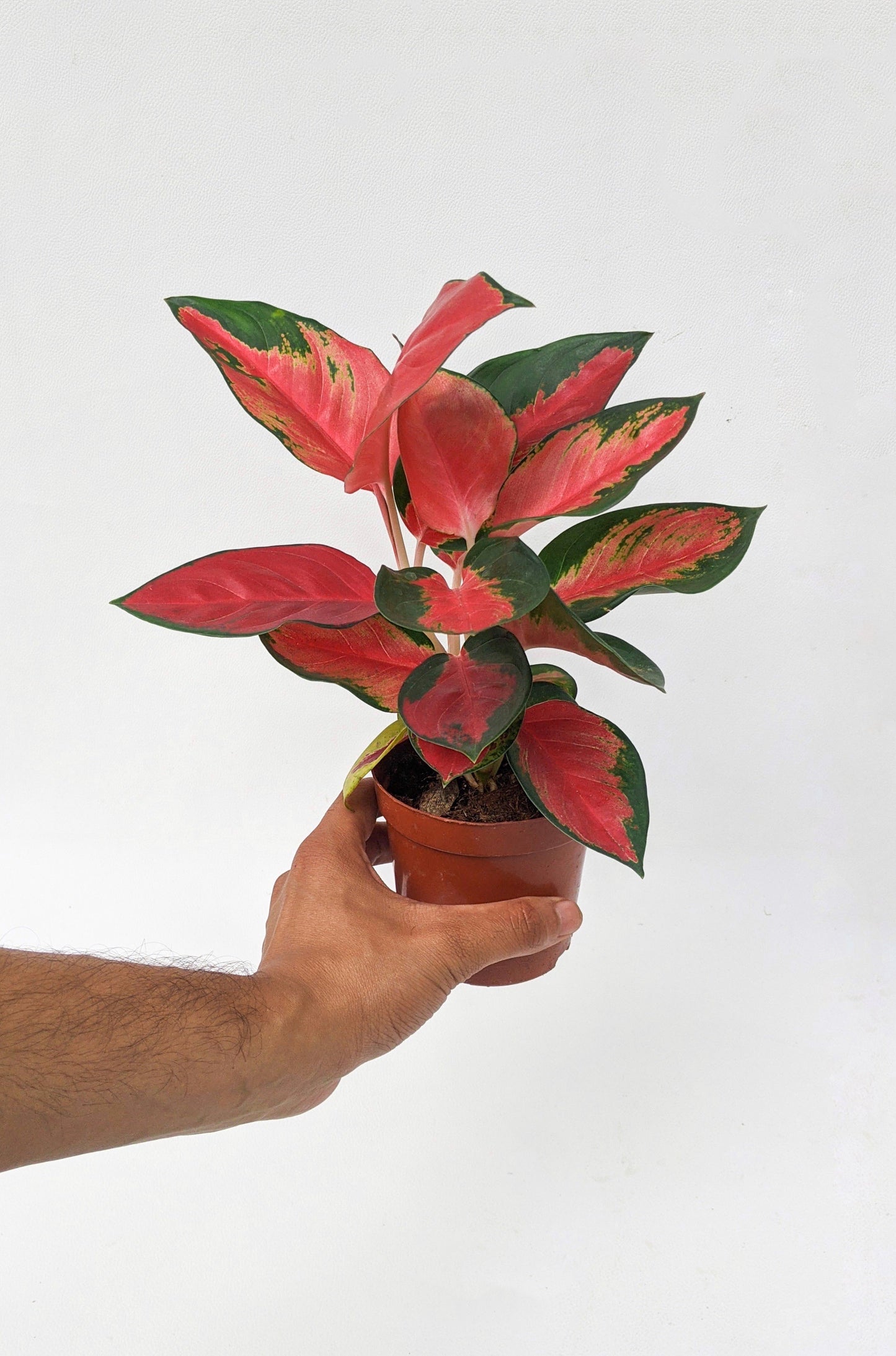 Aglaonema ‘Suksom Jaipong’ - Aglaonema - Soiled