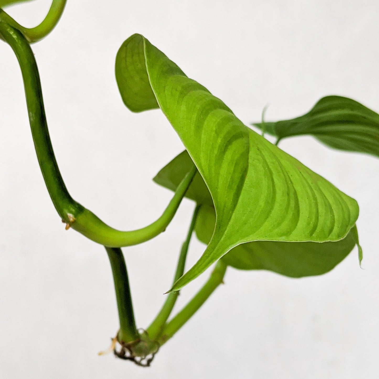 Philodendron Fibraecataphyllum - Philodendron - Soiled