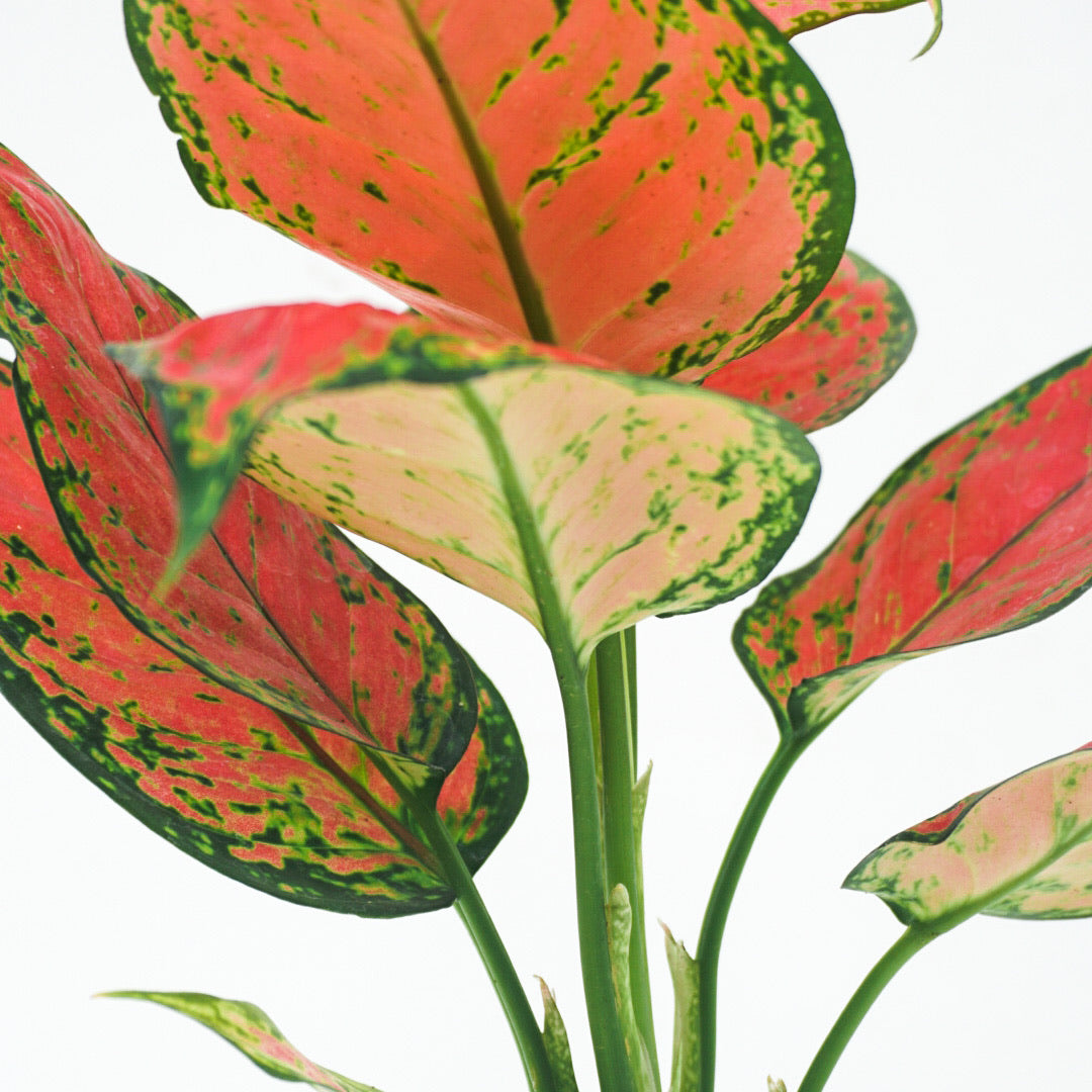 Aglaonema ‘Red Zircon’ - Aglaonema - Soiled