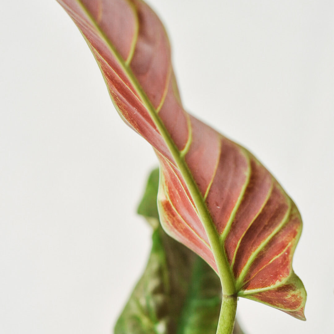 Philodendron Subhastatum - Philodendron - Soiled