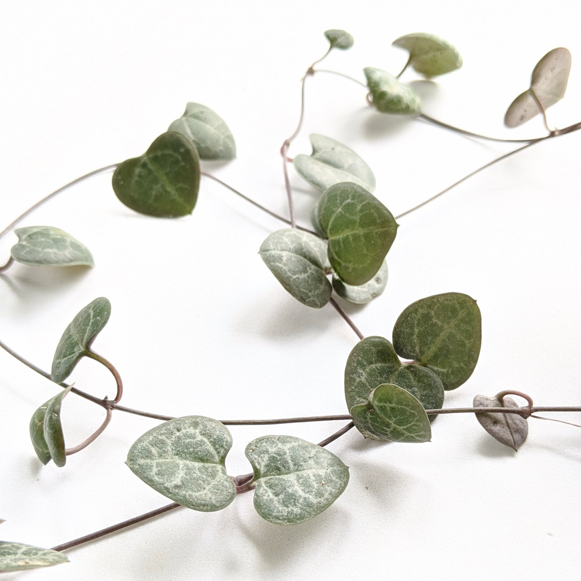 String of Hearts Green (Ceropegia Woodii) - String - Soiled