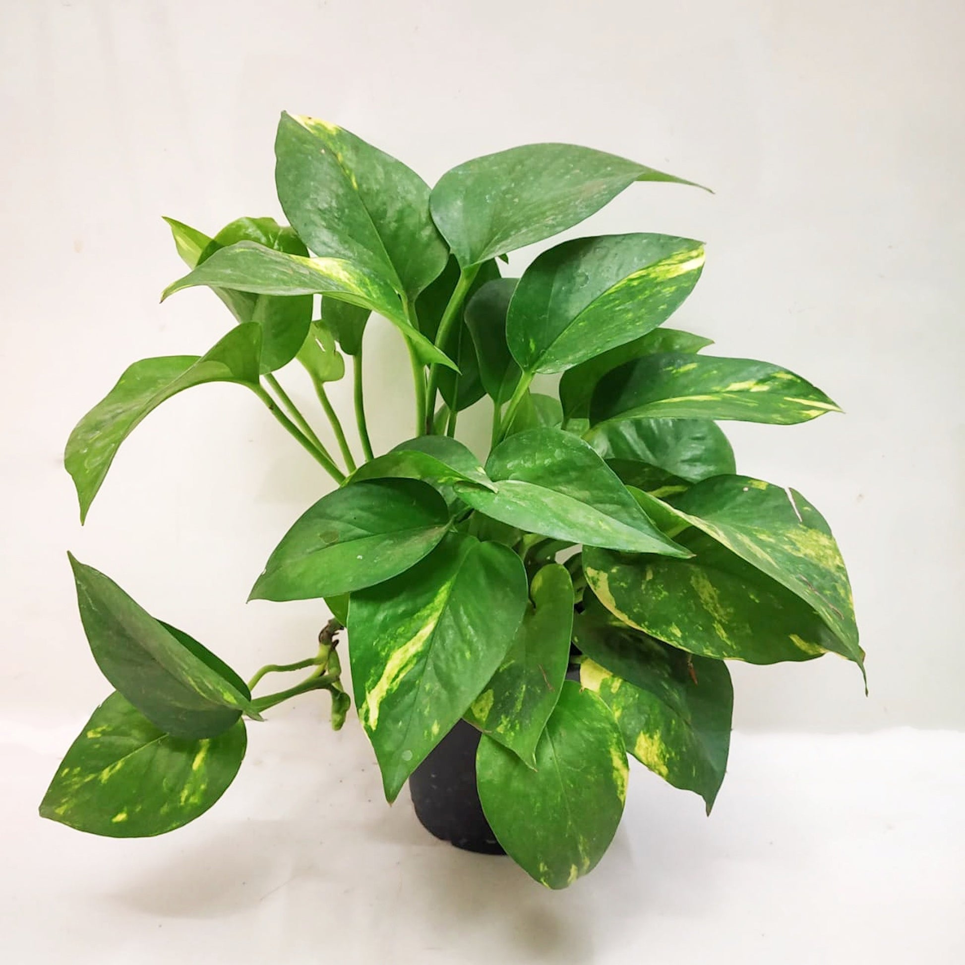 Pothos ‘Golden’ - Money Plant - Soiled