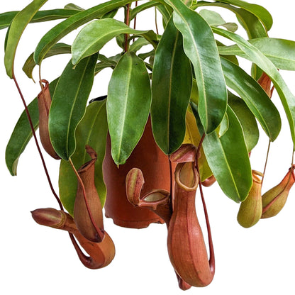 Pitcher Plant (Nepenthes Ventrata) - Carnivorous Plant - Soiled