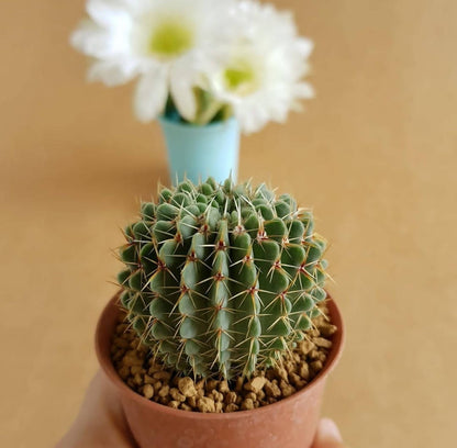 Notocactus Buiningii - Cactus - Soiled