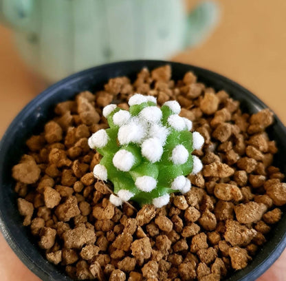 Mammillaria Oruga Blanca - Cactus mammillaria snowcap - Soiled