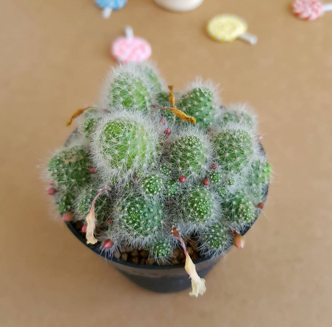 Rebutia Albispina - Cactus - Soiled