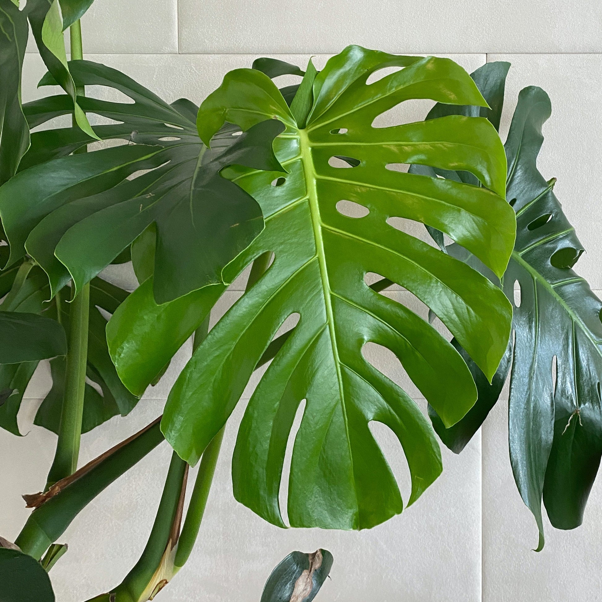 Monstera Deliciosa - Foliage - Soiled