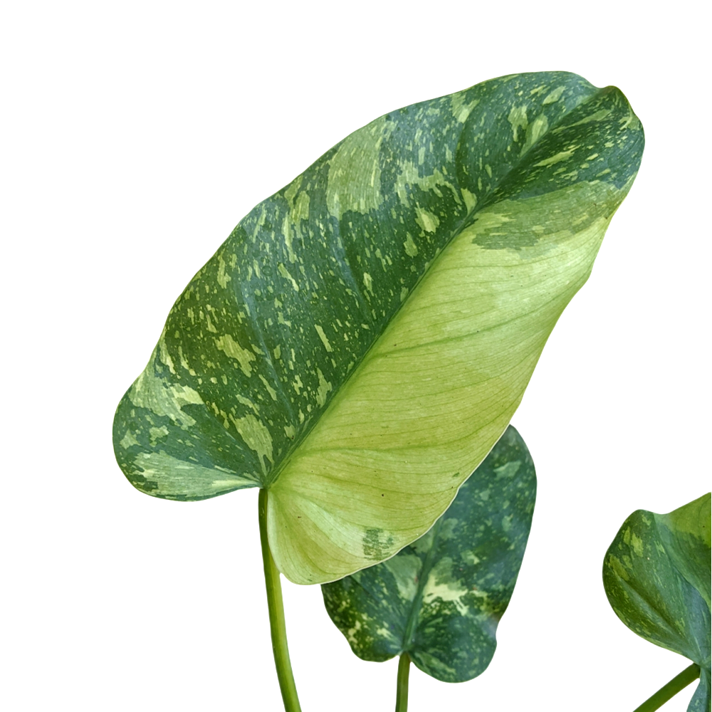 Philodendron 'Jose Buono' - Philodendron - Soiled