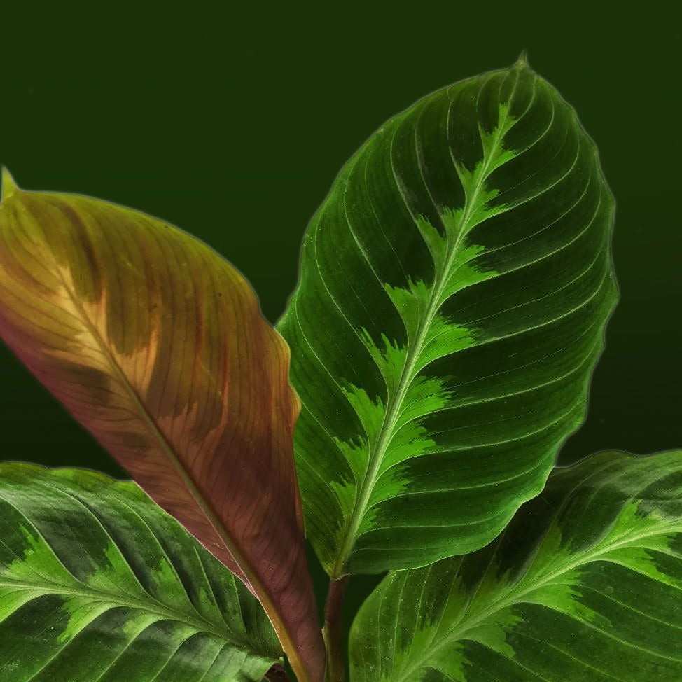 Calathea Warscewiczii - Indoor & Outdoor Plants - Soiled