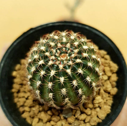 Lobivia Hybrid - Cactus - Soiled