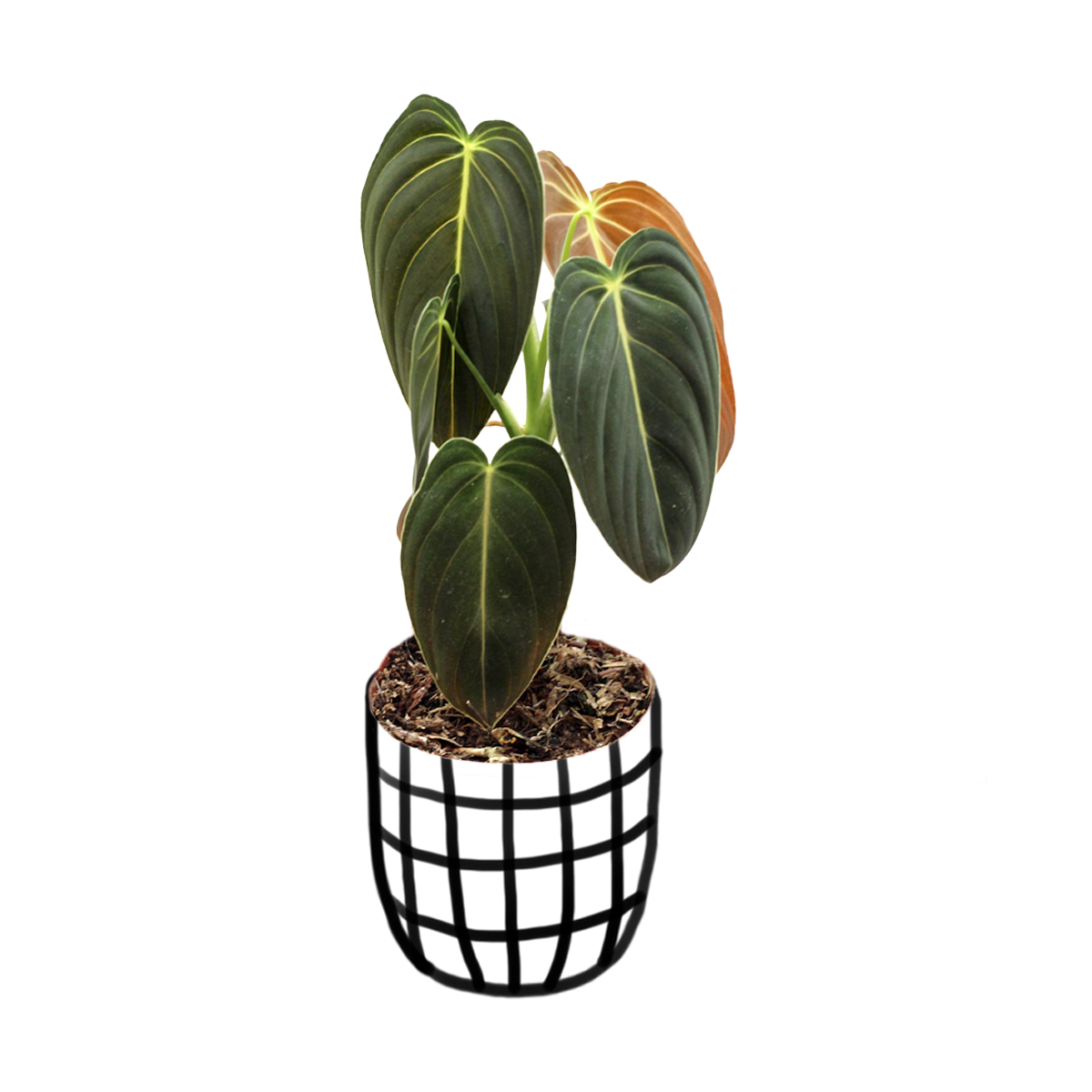 Philodendron Melanochrysum - Indoor & Outdoor Plants - Soiled