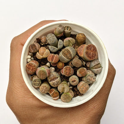 Lithops - Lithops - Soiled