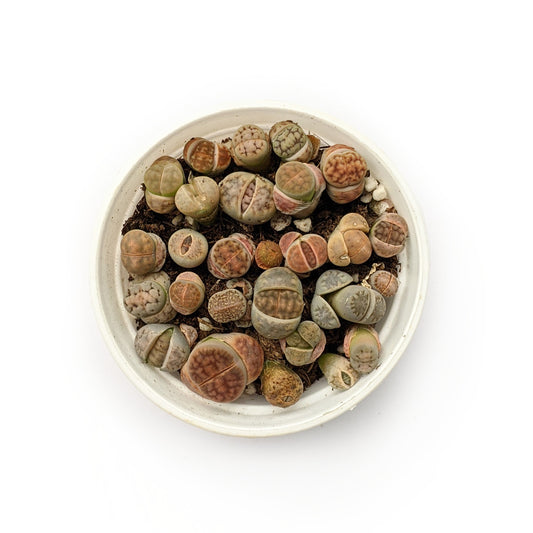 Lithops - Lithops - Soiled