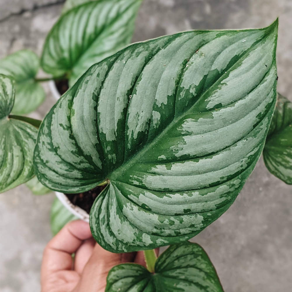 Philodendron Mamei (Silver Cloud) - Indoor & Outdoor Plants - Soiled