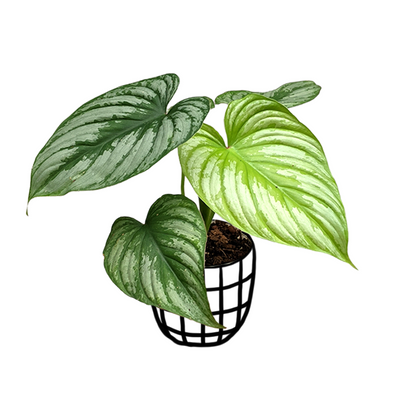 Philodendron Mamei (Silver Cloud) - Indoor & Outdoor Plants - Soiled