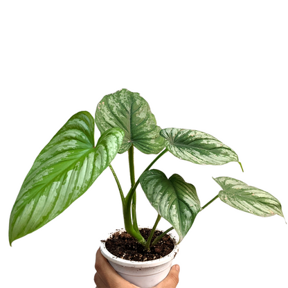 Philodendron Mamei (Silver Cloud) - Indoor & Outdoor Plants - Soiled