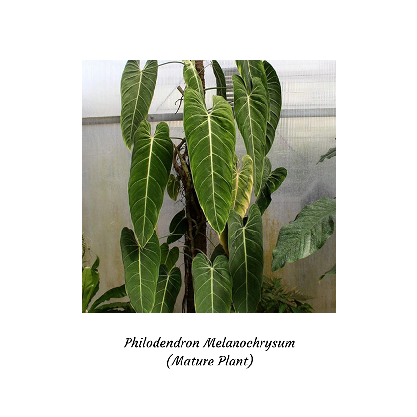 Philodendron Melanochrysum - Indoor & Outdoor Plants - Soiled