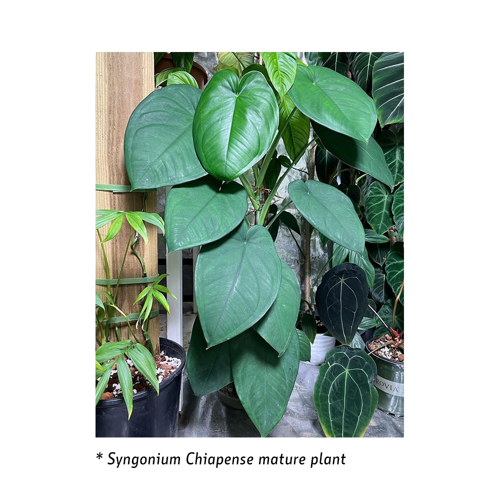 Syngonium Chiapense - Philodendron - Soiled