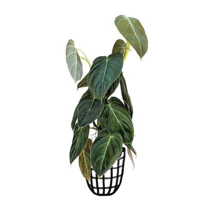 Philodendron Melanochrysum - Indoor & Outdoor Plants - Soiled