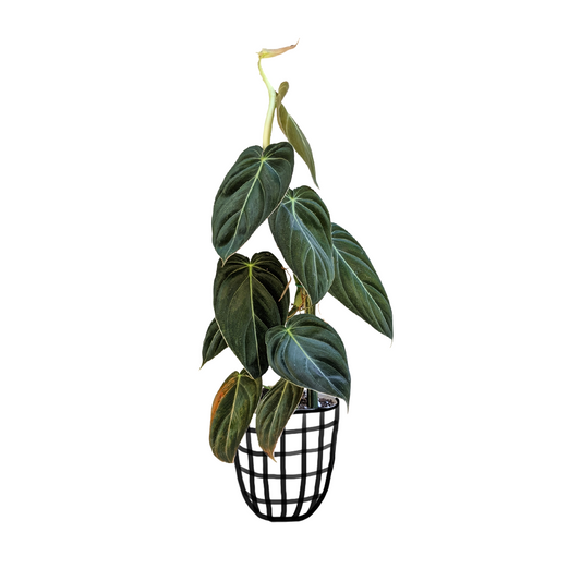 Philodendron Melanochrysum - Indoor & Outdoor Plants - Soiled