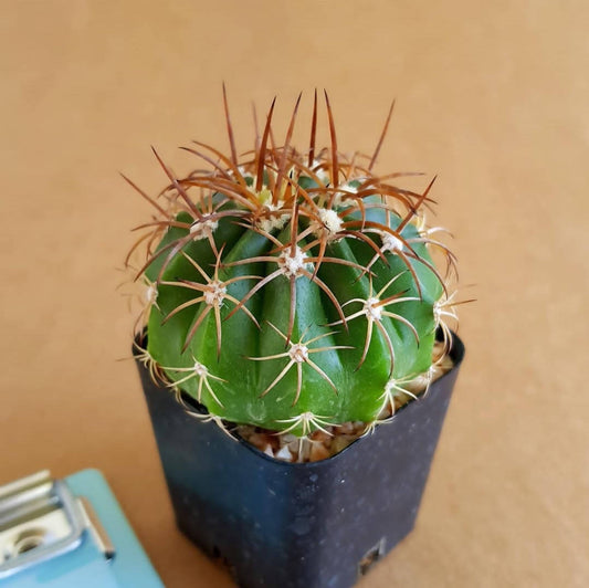 Melocactus metanzanus (Red Cap) - Cactus - Soiled