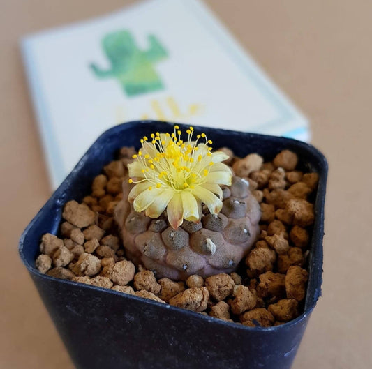 Copiapoa Hypogea cv. "Lizard skin" - Cactus - Soiled