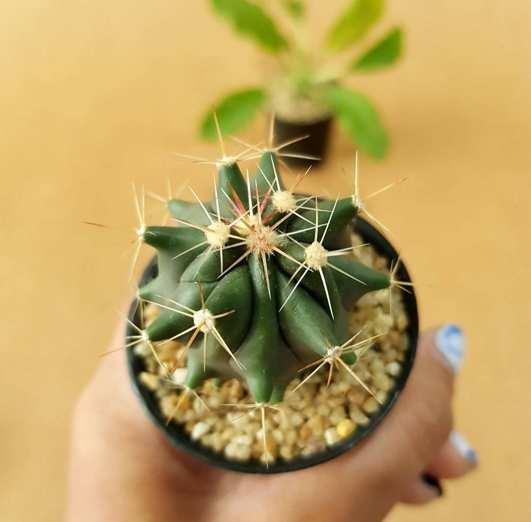 Ferocactus Horridus - Cactus - Soiled