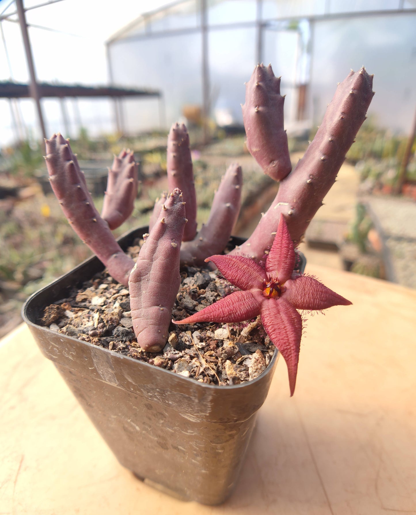 Stapelia Schinzii - Cactus - Soiled